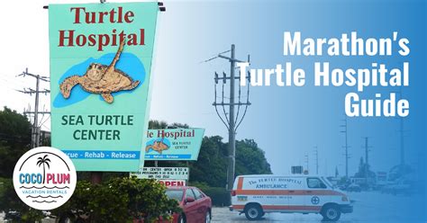 turtle museum marathon
